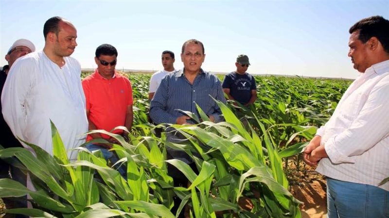 الزراعة في مصر